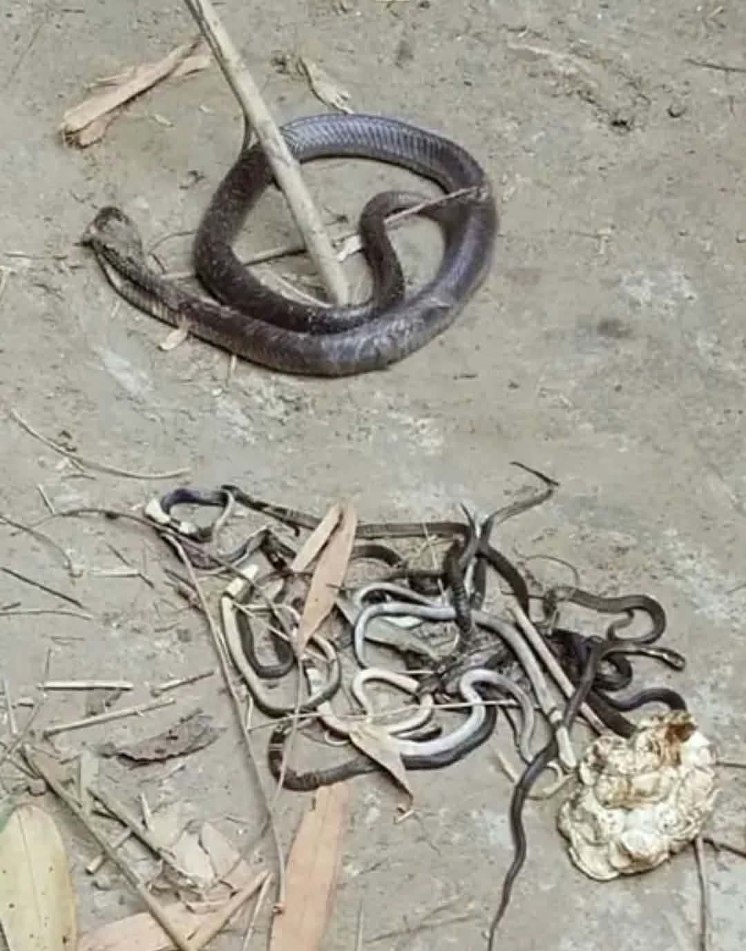 লাকড়ির স্তূপে মিলল ২২টি সাপ  শিক্ষার্থীর মৃত্যুর পর গ্রামজুড়ে উদ্বেগ !
