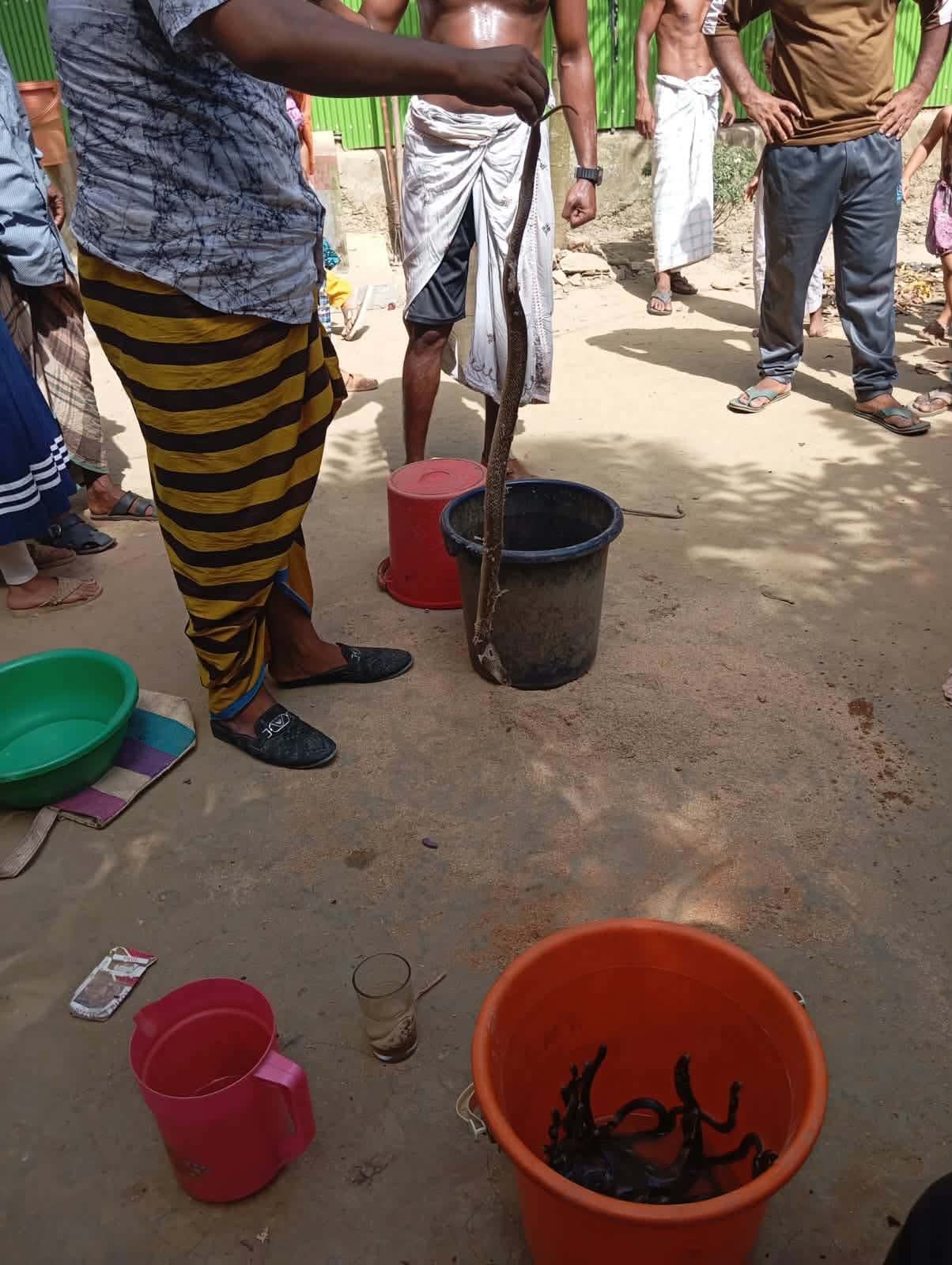 ব্রাহ্মণপাড়ায় সাপের কামড় ৮ম শ্রেণির ছাত্রীর মৃত্যু়-৫২ সাপ আটক