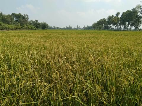 পত্নীতলায় বিষ প্রয়োগে ২ একর জমির ধান নষ্টের অভিযোগ